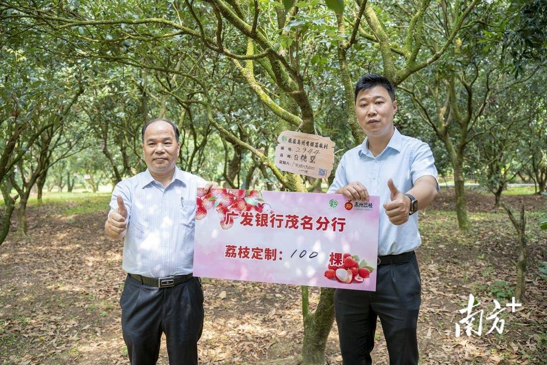 广发手机银行:接“荔”！广发银行茂名分行定制荔枝树100棵