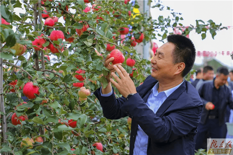 宁县苹果新闻宁县人类第四个苹果-第2张图片-太平洋在线下载