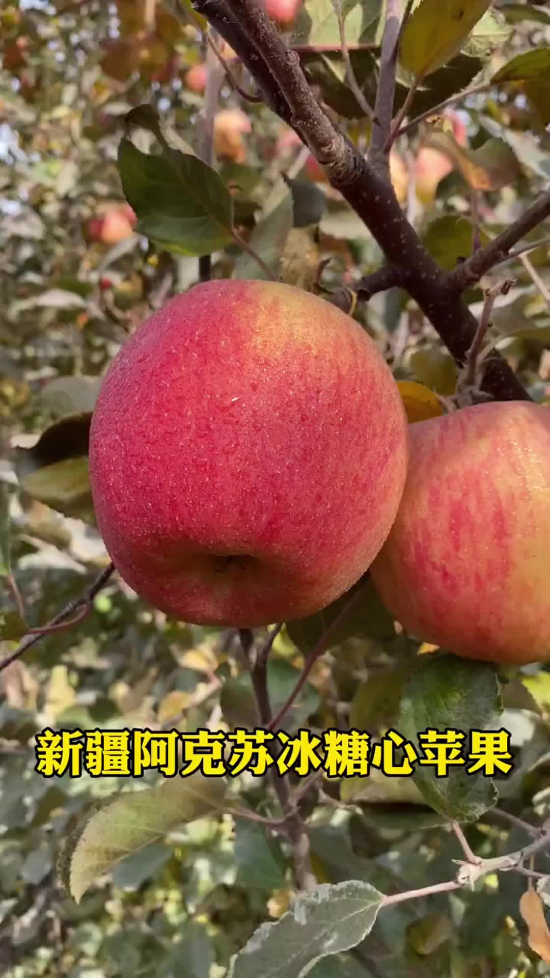 东亚糖业苹果版东亚糖业电子采购平台登录