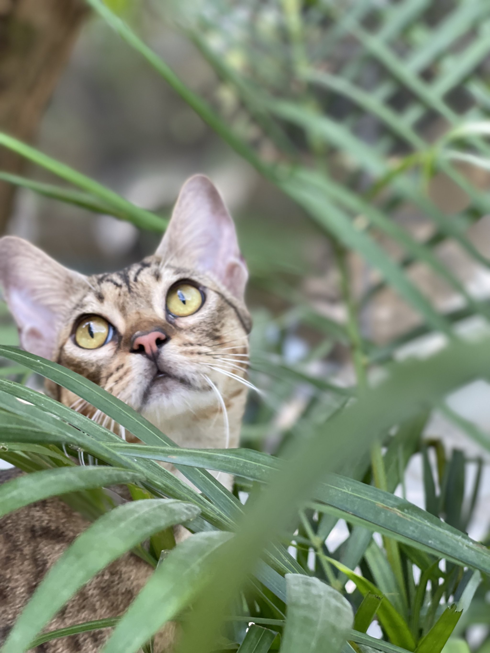 夜猫手机客户端国外真人秀直播平台-第2张图片-太平洋在线下载